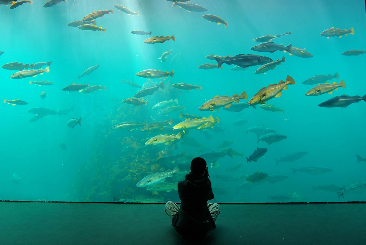 a person sitting in front of an aquarium display as fish swim by
