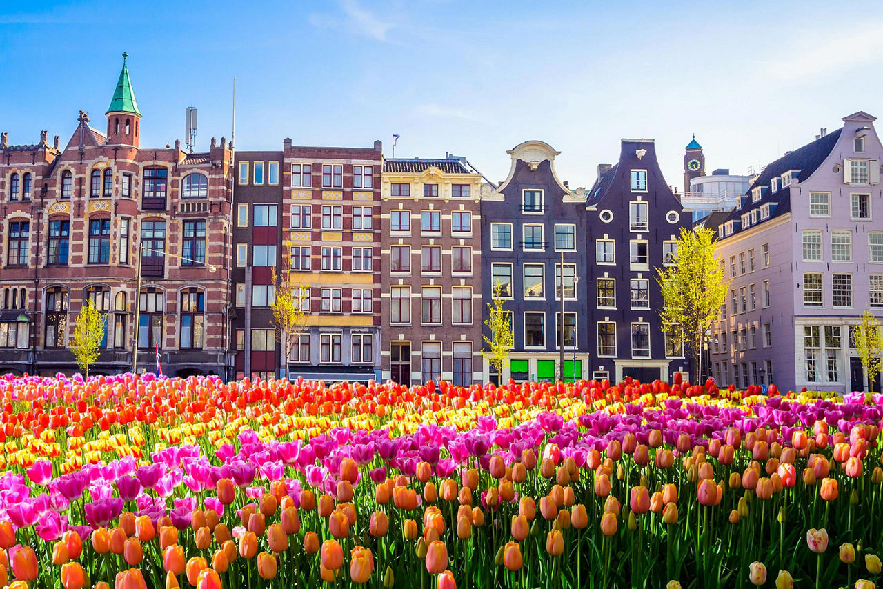 Amsterdam, Netherlands Tulip Field