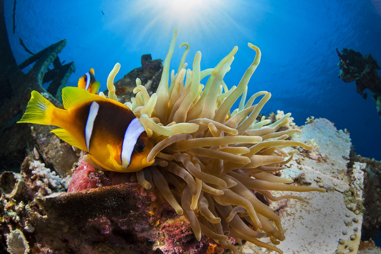 Underwater anemone at Aqaba Marine Park 