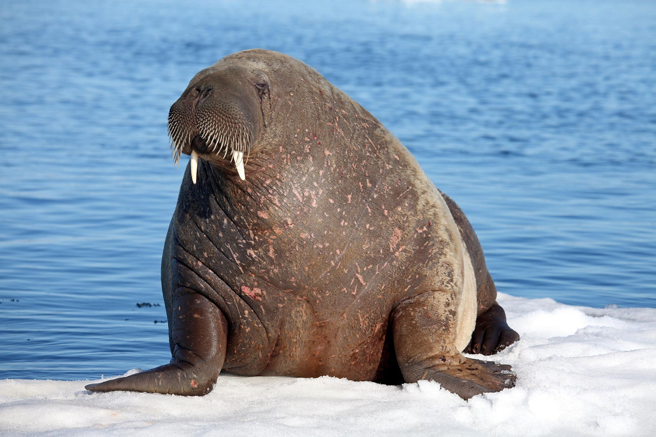 A Walrus Resting on Ice, Arctic Circle 
