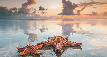 Starfish at the Shore, Banana Coast, Honduras