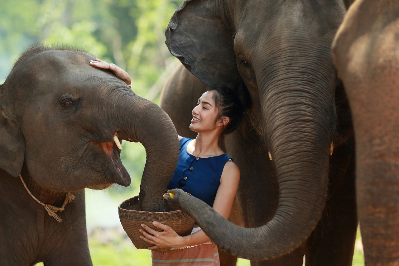 Lady feeding elephants in a protected sanctuary. Thailand