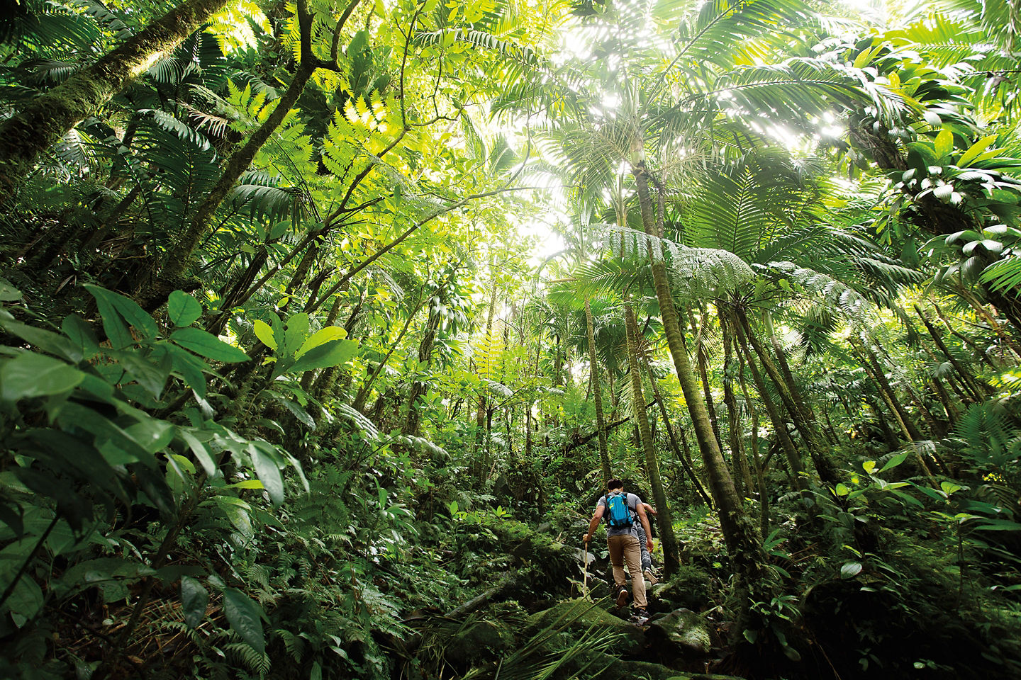 Couple hikes through lush St. Kitts rainforest with views of the island’s volcanic slopes. - Basseterre, St Kitts & Nevis