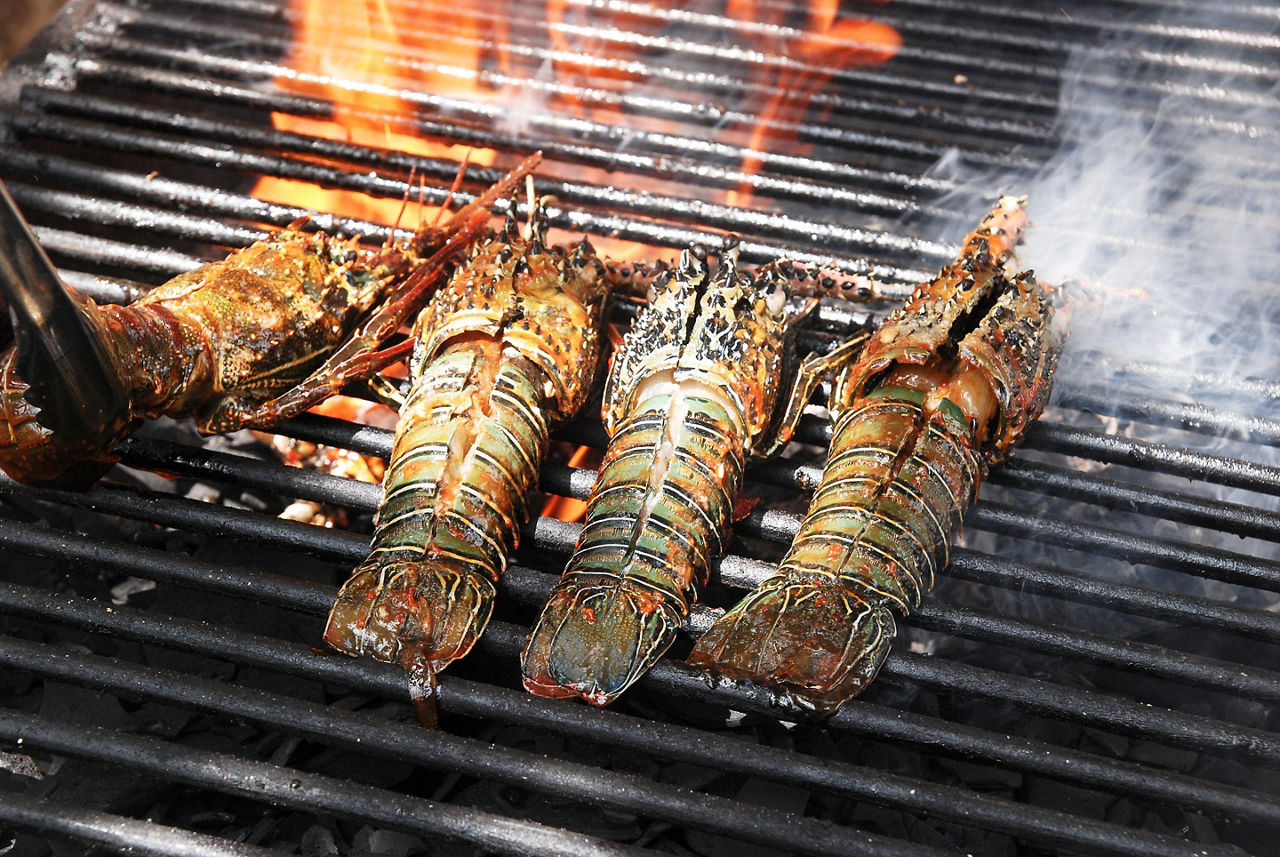 Four Spiny Lobster Tails on a Grill. Basseterre, St. Kitts Nevis 