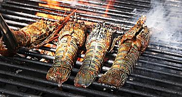 Four Spiny Lobster Tails on a Grill. Basseterre, St. Kitts Nevis 