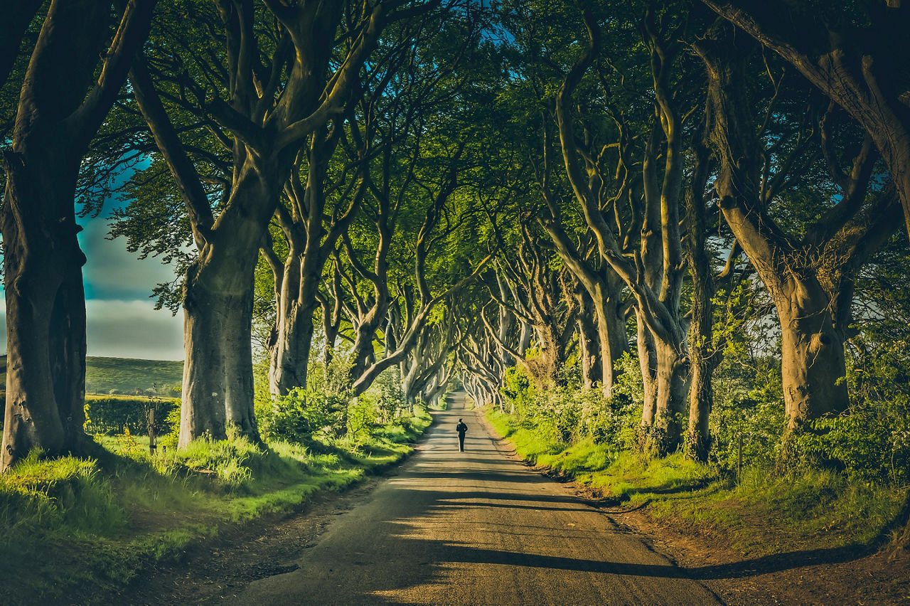 A man walking down the road at the famous dark hedges in Northern Ireland