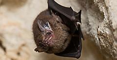 Bat Hanging From Cave Roof Belize