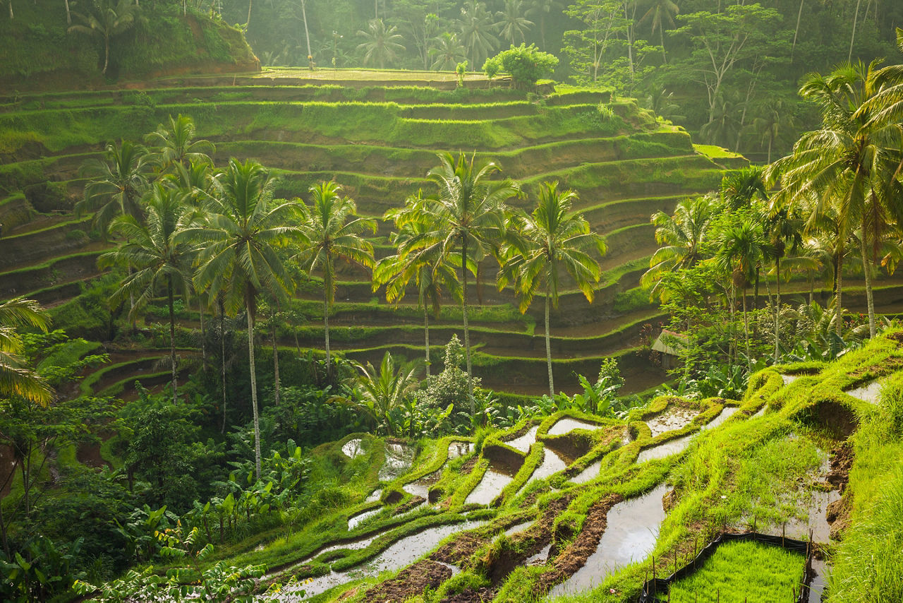 Rice Terraces in the Morning Light near Tegallalang Village, Ubud, Bali, Indonesia.