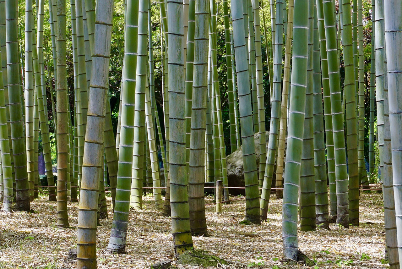 Bamboo trees in Beppu, Japan