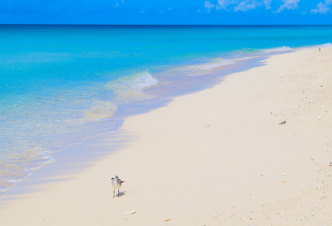 Bird Tropics Beach, Bimini, Bahamas 