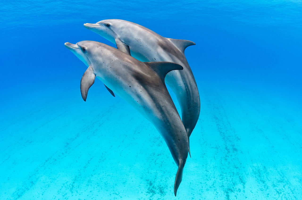 Dolphins Underwater, Bimini, Bahamas 