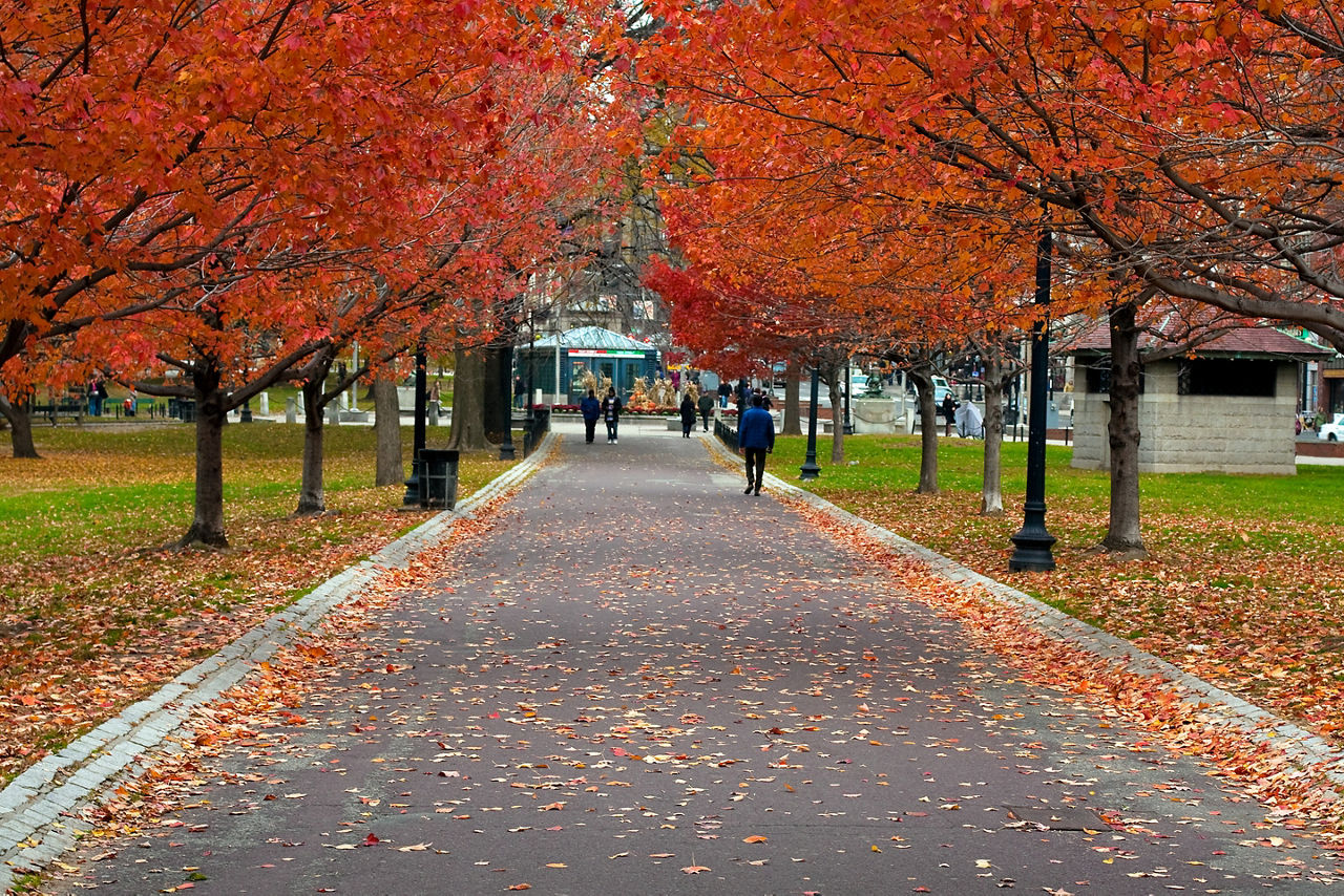 Boston Common Massachusetts  Maple Oak Fall