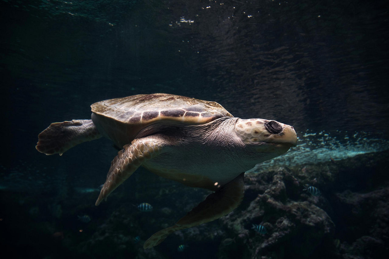 A turtle swimming at the Oceanopolis Aquarium in Brest, France 