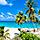 Bottom Bay Beach Palm Trees, Bridgetown Barbados
