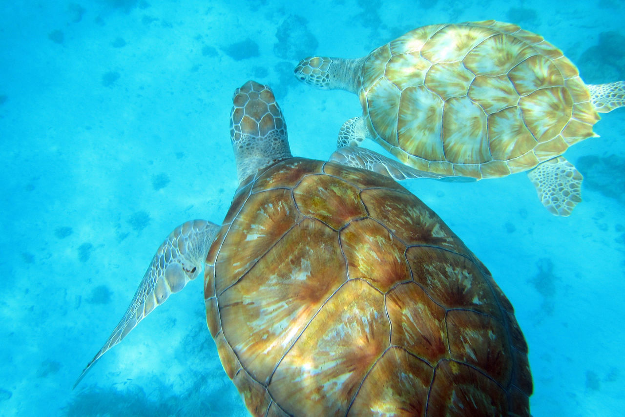 Sea Turtles Diving, Bridgetown Barbados 