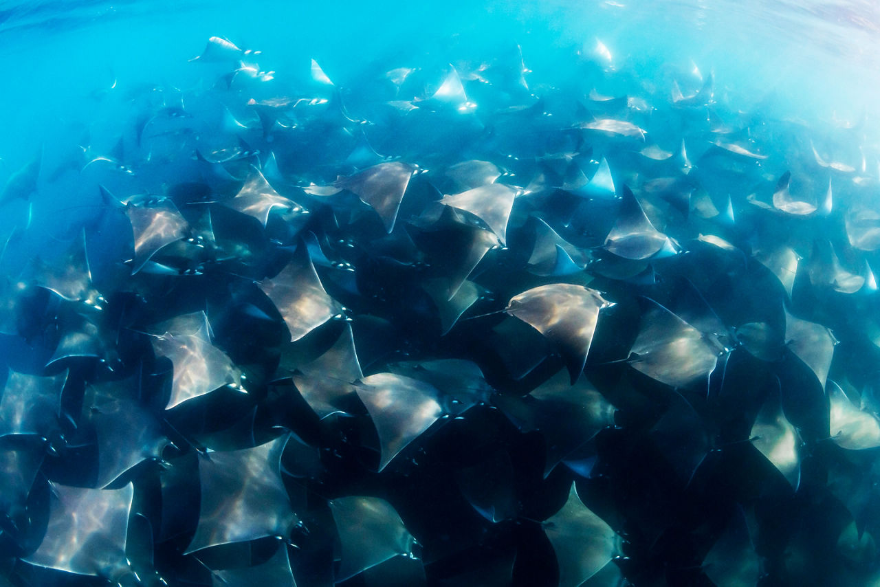 A fever of Munk's devil rays in waters of Cabo San Lucas. Mexico.