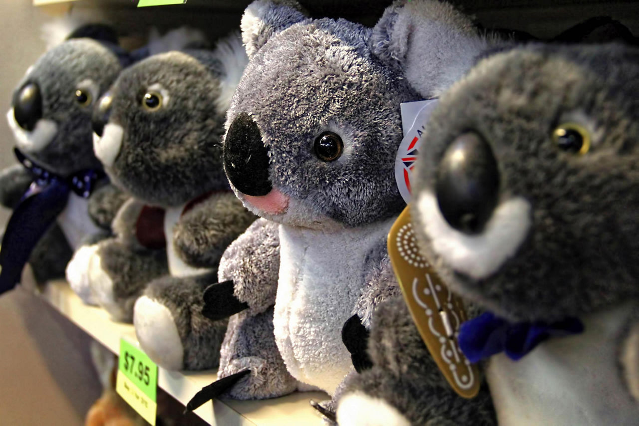 An assortment of Koala bear stuffed animals for sale