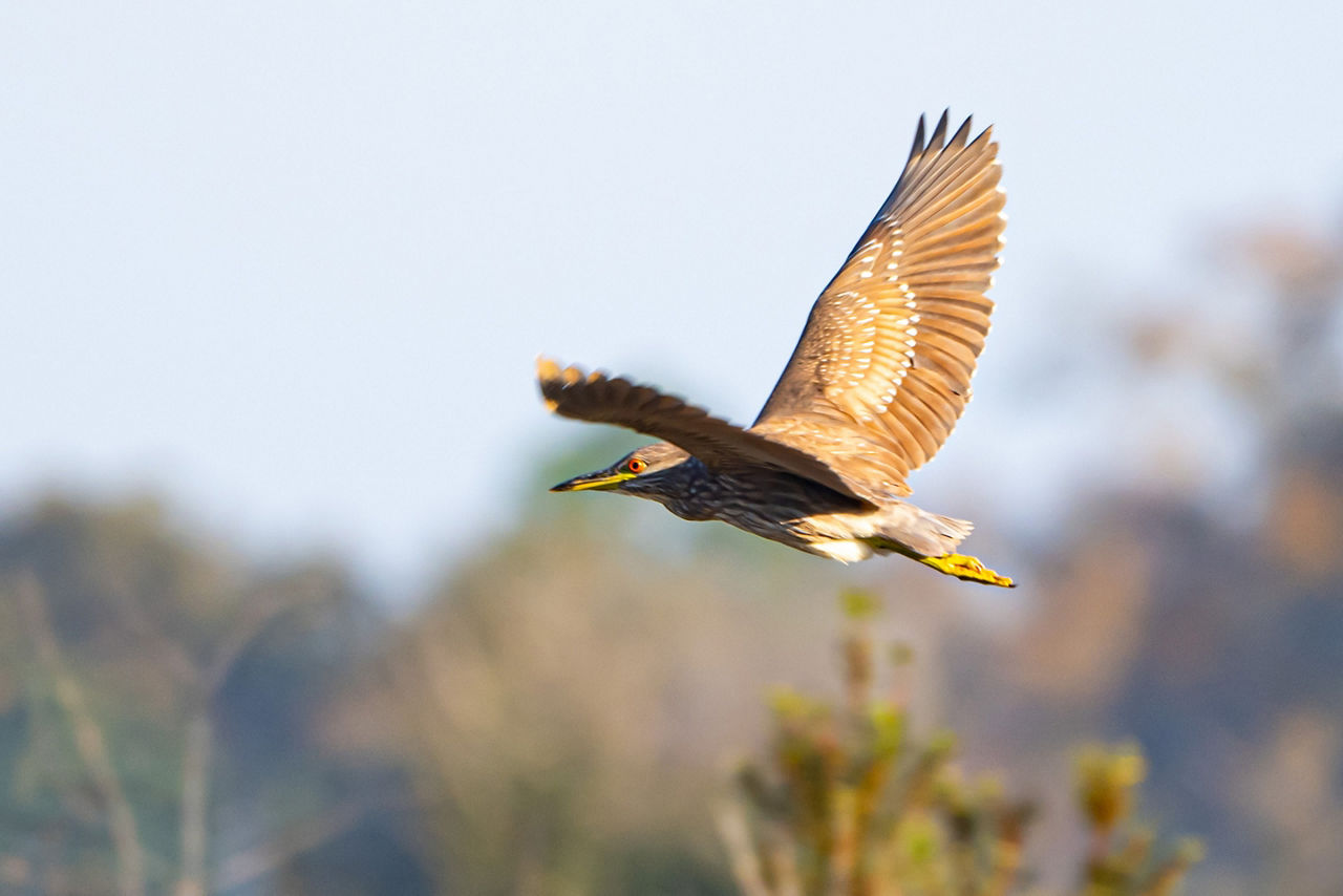 Black Crowned Night Heron at Caven Point