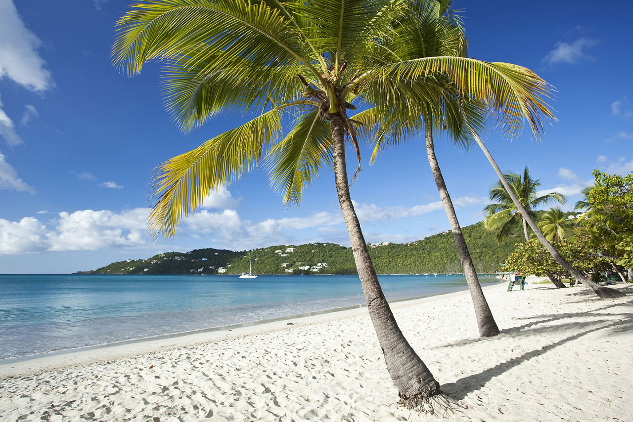 Magens Bay Beach Palm Trees, Charlotte Amalie St. Thomas 
