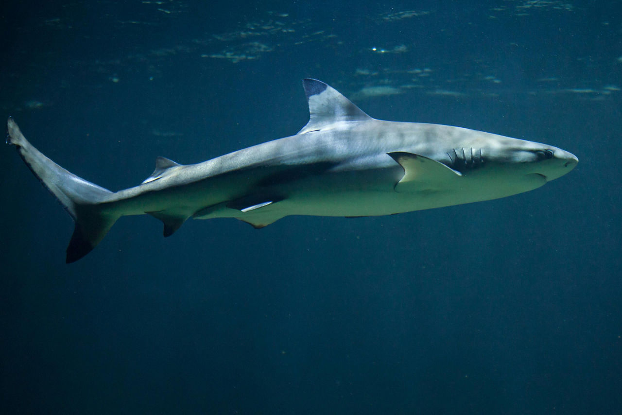 A black tip shark swimming