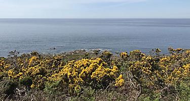 Yellow flowers on a cliff in Cherbourg, France