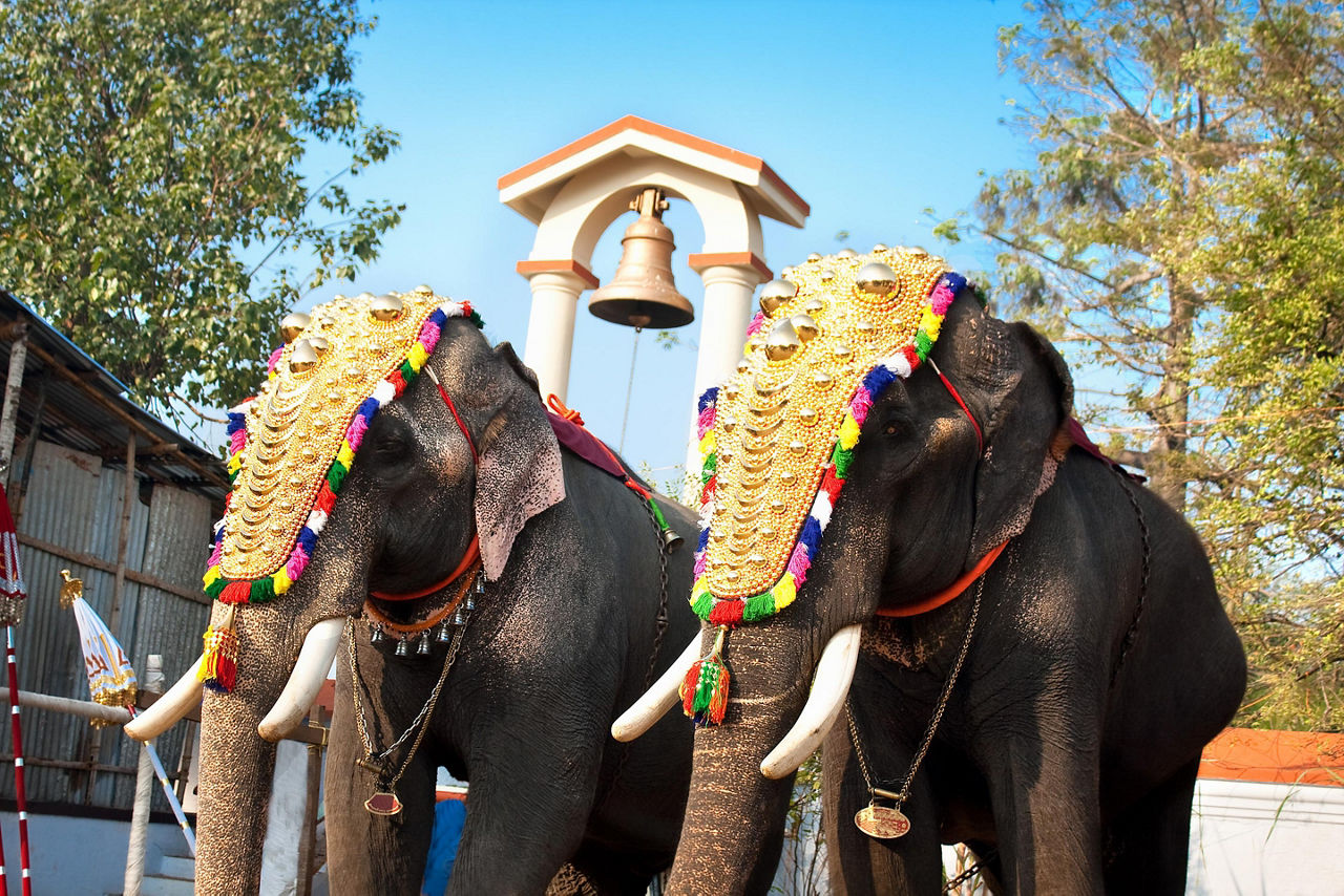 Cochin, India Elephants