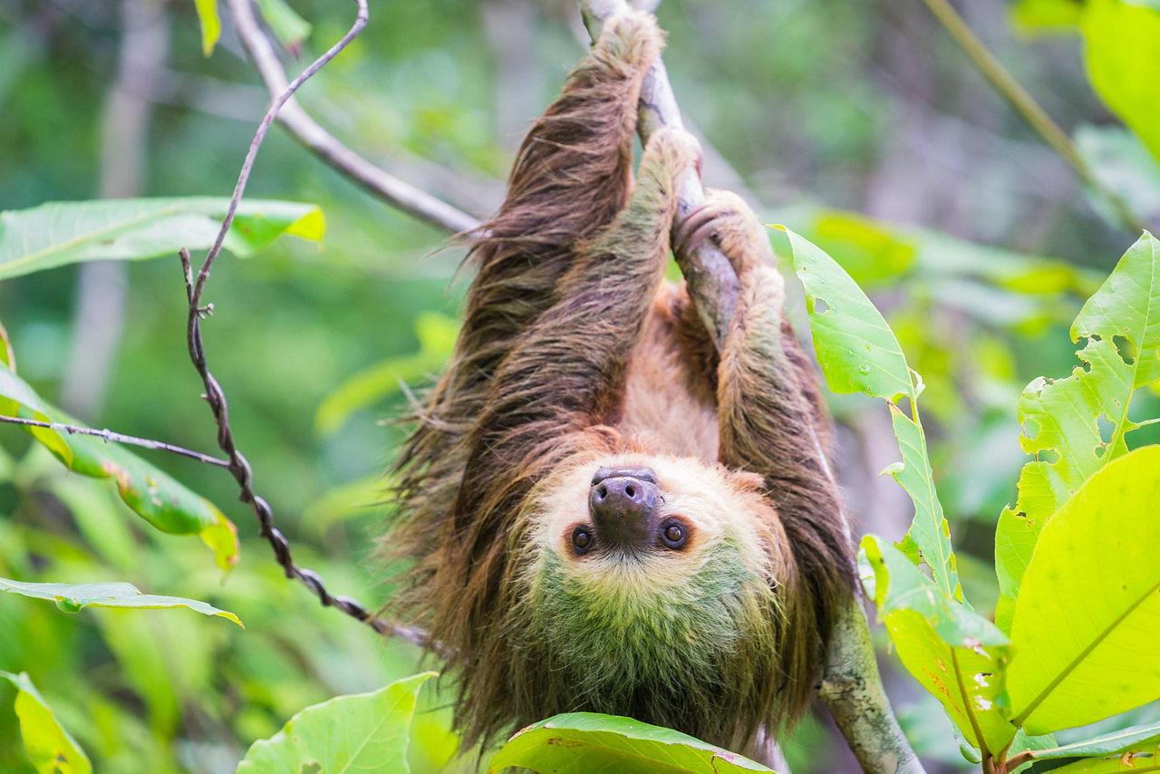 Colon, Panama Sloth Hanging On Tree
