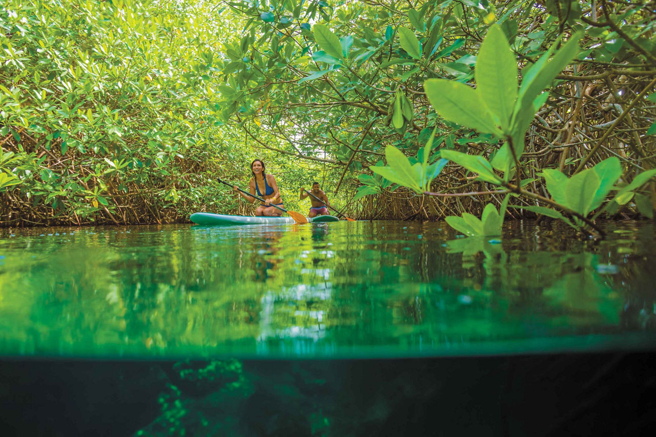 Paddle Boarding Through the Mangroves to the Cenote, Cozumel, Mexico 