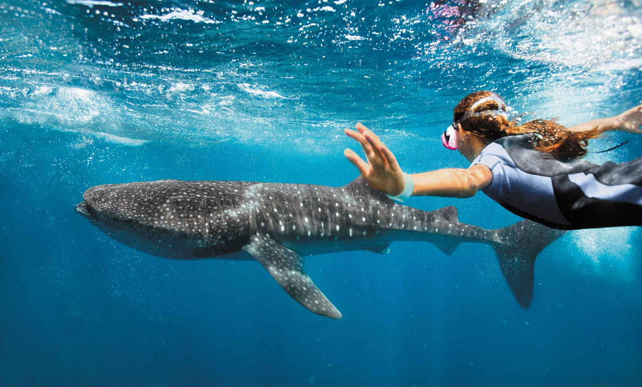 Girl Swimming with a Whale Shark in the Ocean, Cozumel, Mexico 