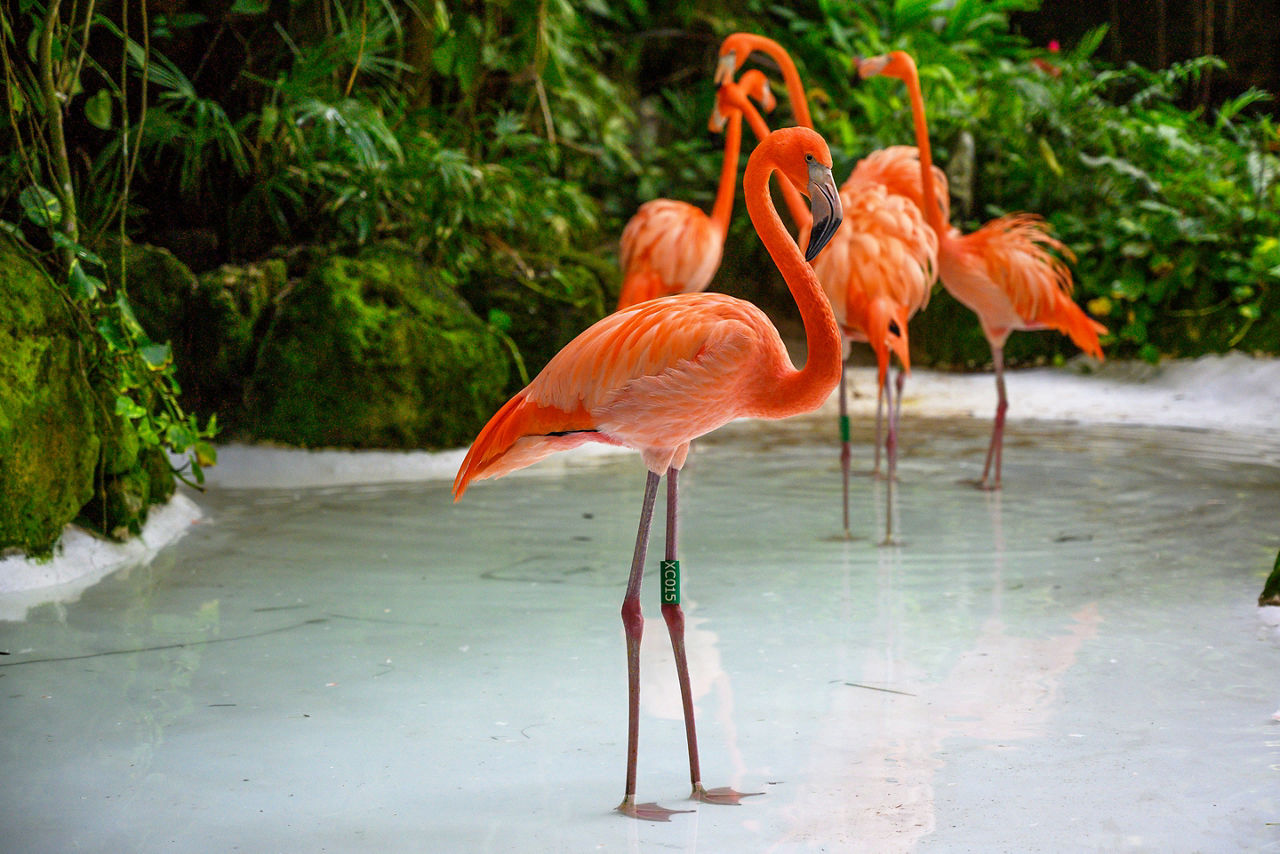 Mexico Cozumel Pink Flamingos 