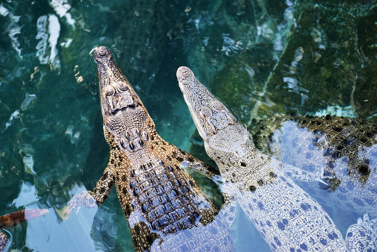 Darwin, Australia, Crocodiles