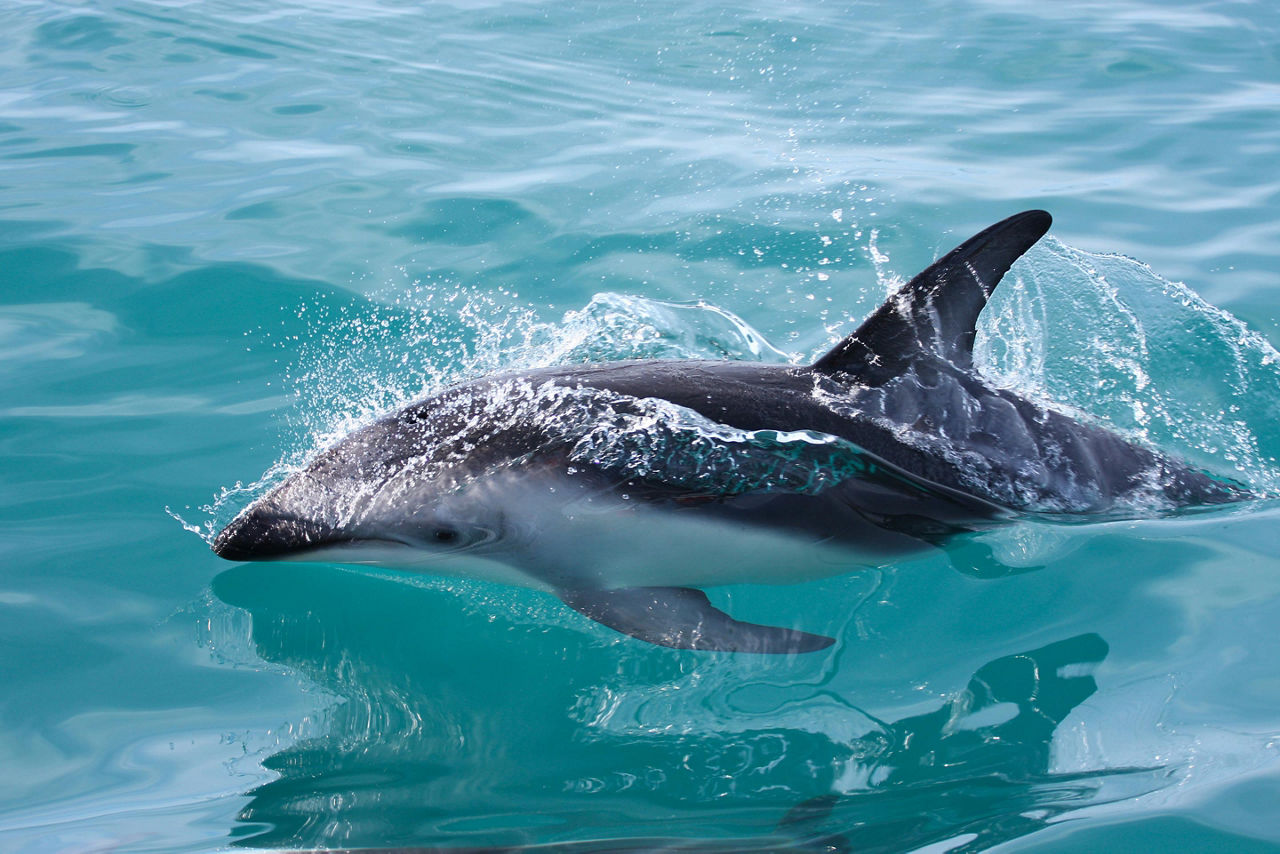 Dolphins swimming in New Zealand