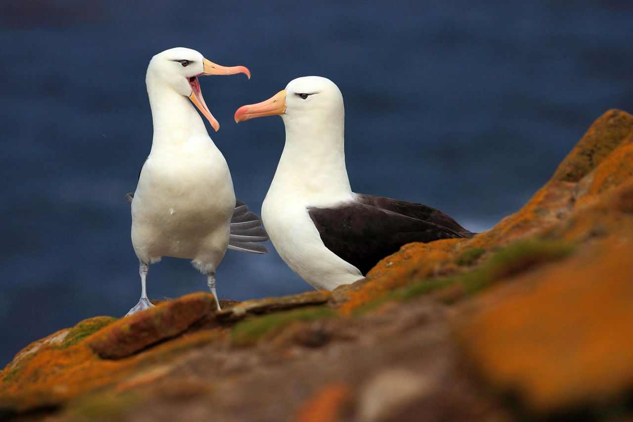 Pair of Black-browed albatross sitting on the cliff with dark blue water in the background on Falkland island near Dunedin, New Zealand