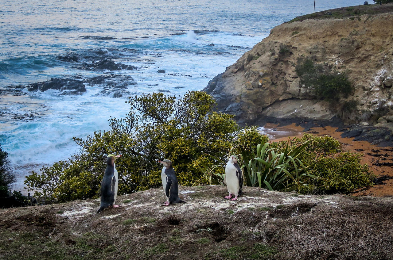 Penguins sitting on a rock near the water in Dunedin, New Zealand