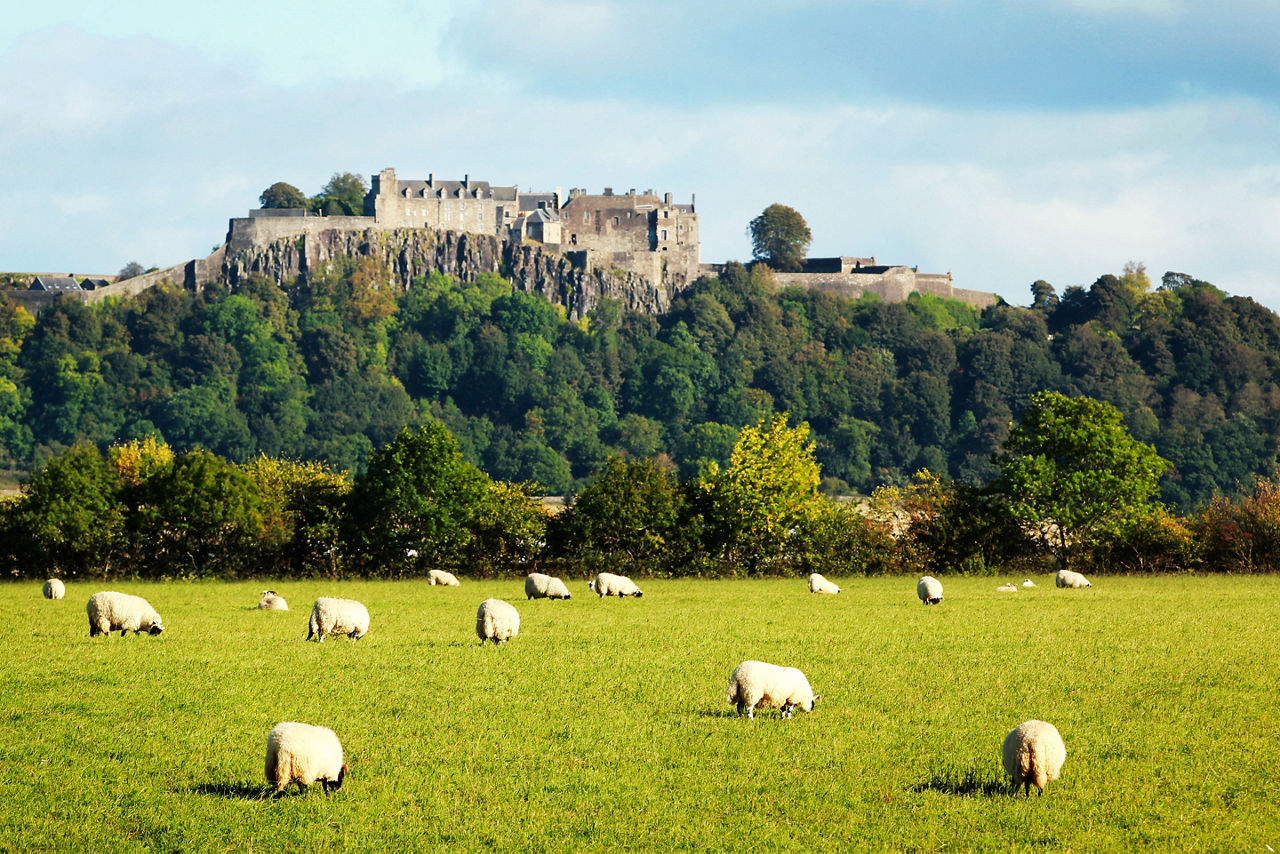 View of a white sheep graze with  Stirling castle background.