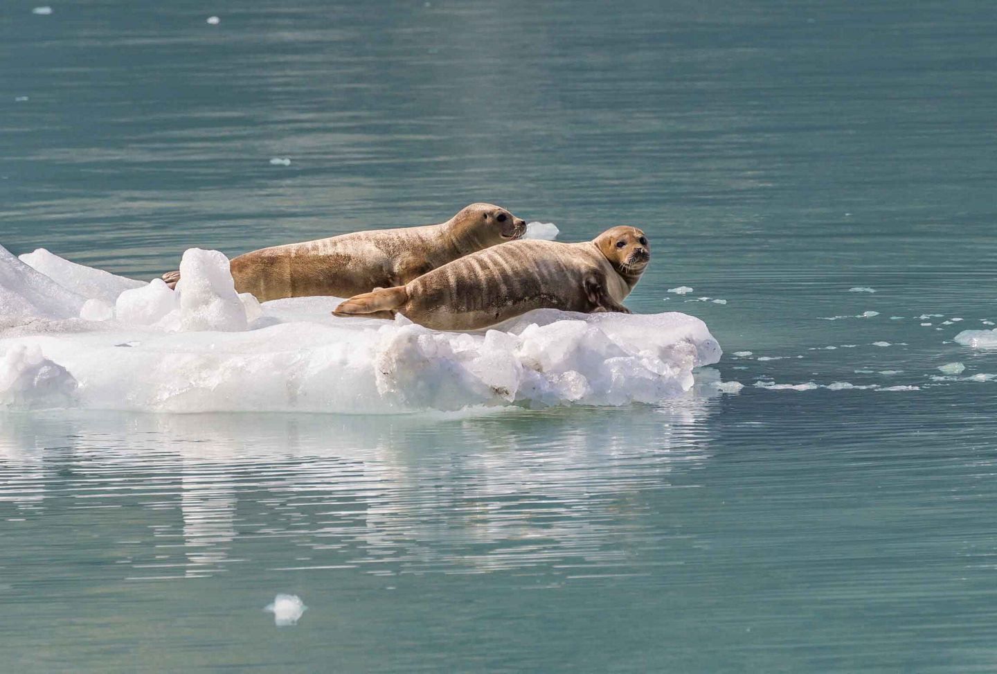 endicott arm dawes glacier harbor seals