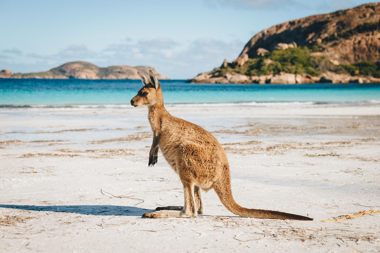 A kangaroo on a beach in Esperance, Australia