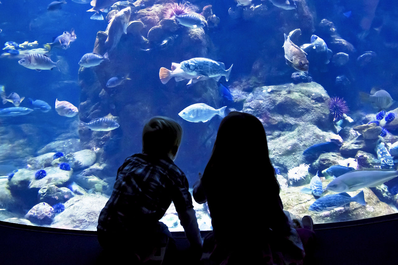 Kids watching reef fish in a large aquarium. Florida.