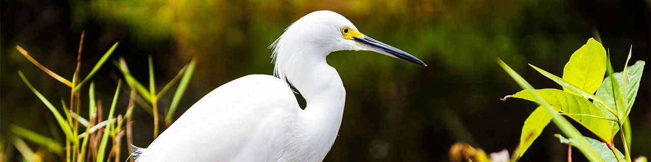 Everglades Bird Close Up, Fort Lauderdale, Florida