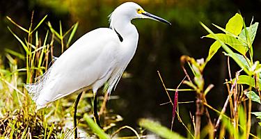 Everglades Bird Close Up, Fort Lauderdale, Florida