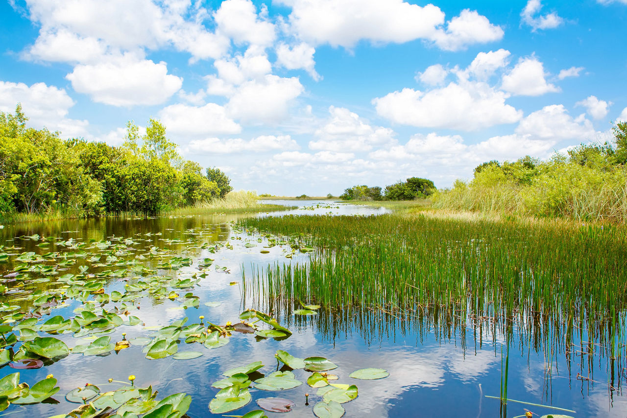 Everglades Swamp, Fort Lauderdale, Florida