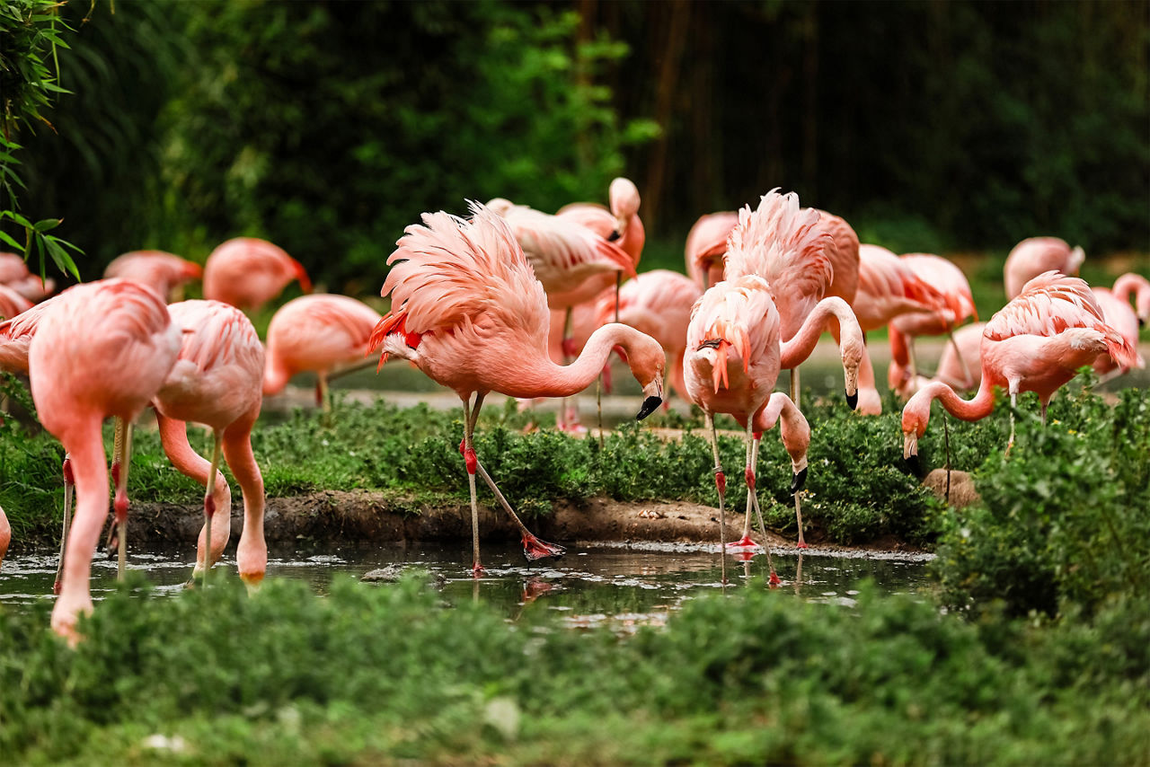 Pink flamingos hunting in the pond