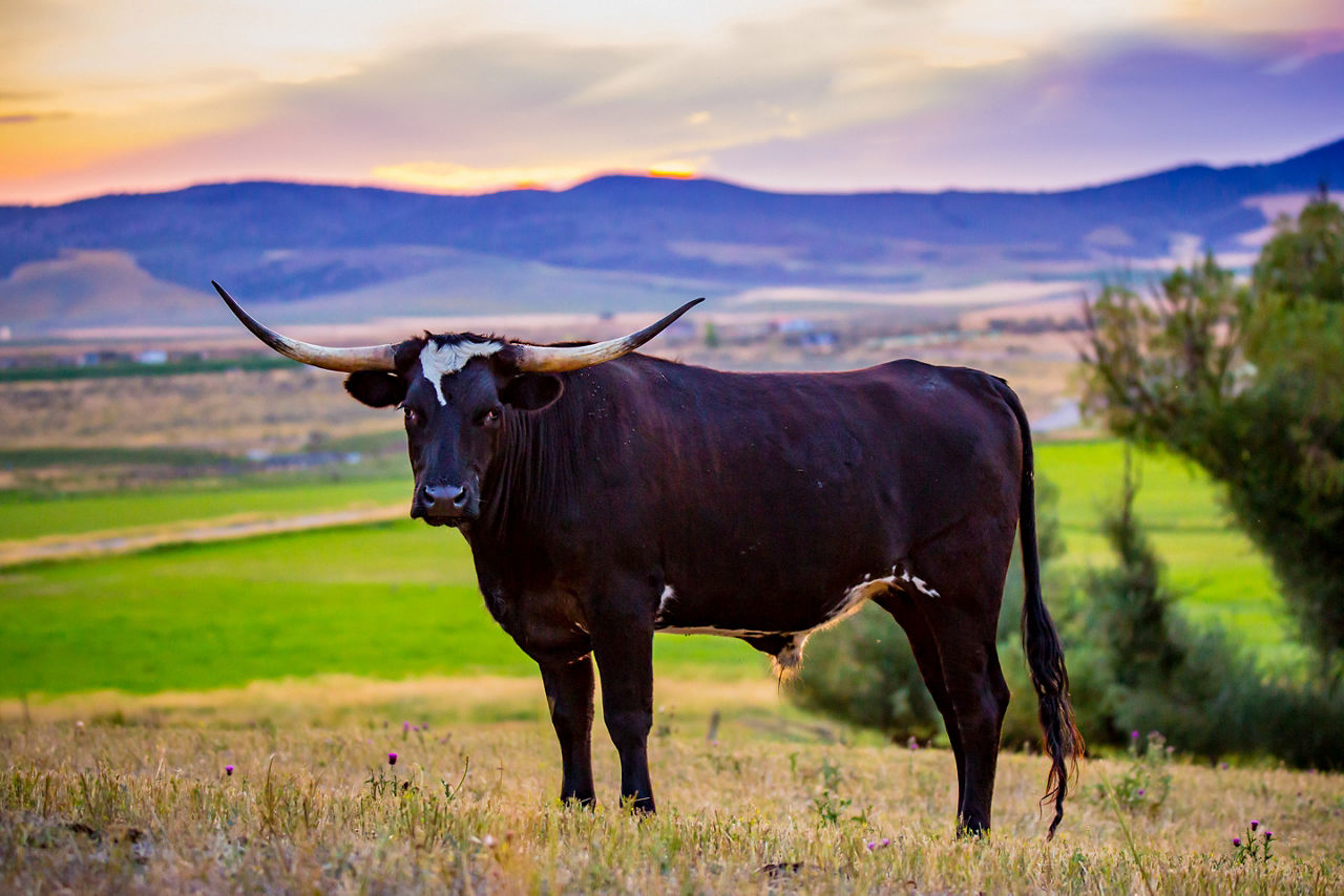Big Texas Longhorn bull grazing in the green pastures. Galveston