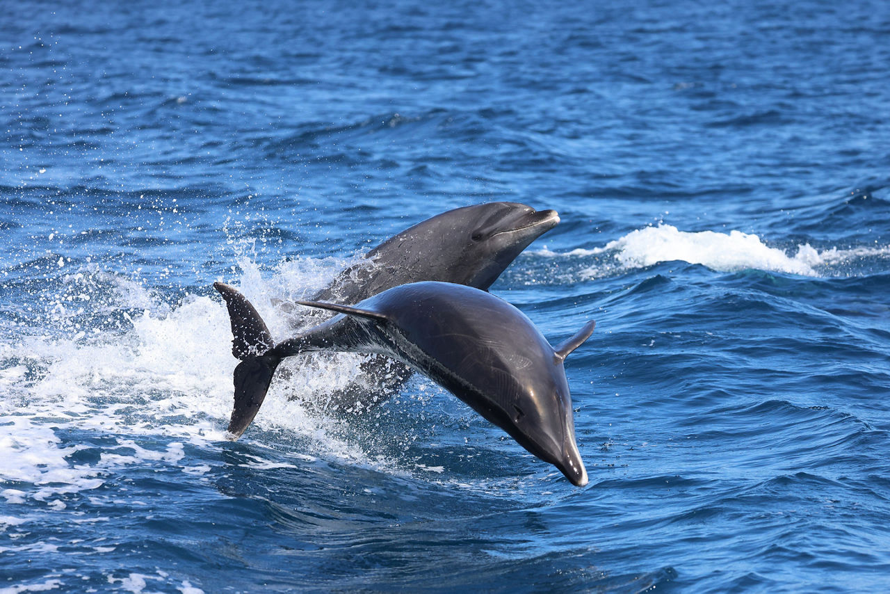 Bottlenose dolphin jumping out of water