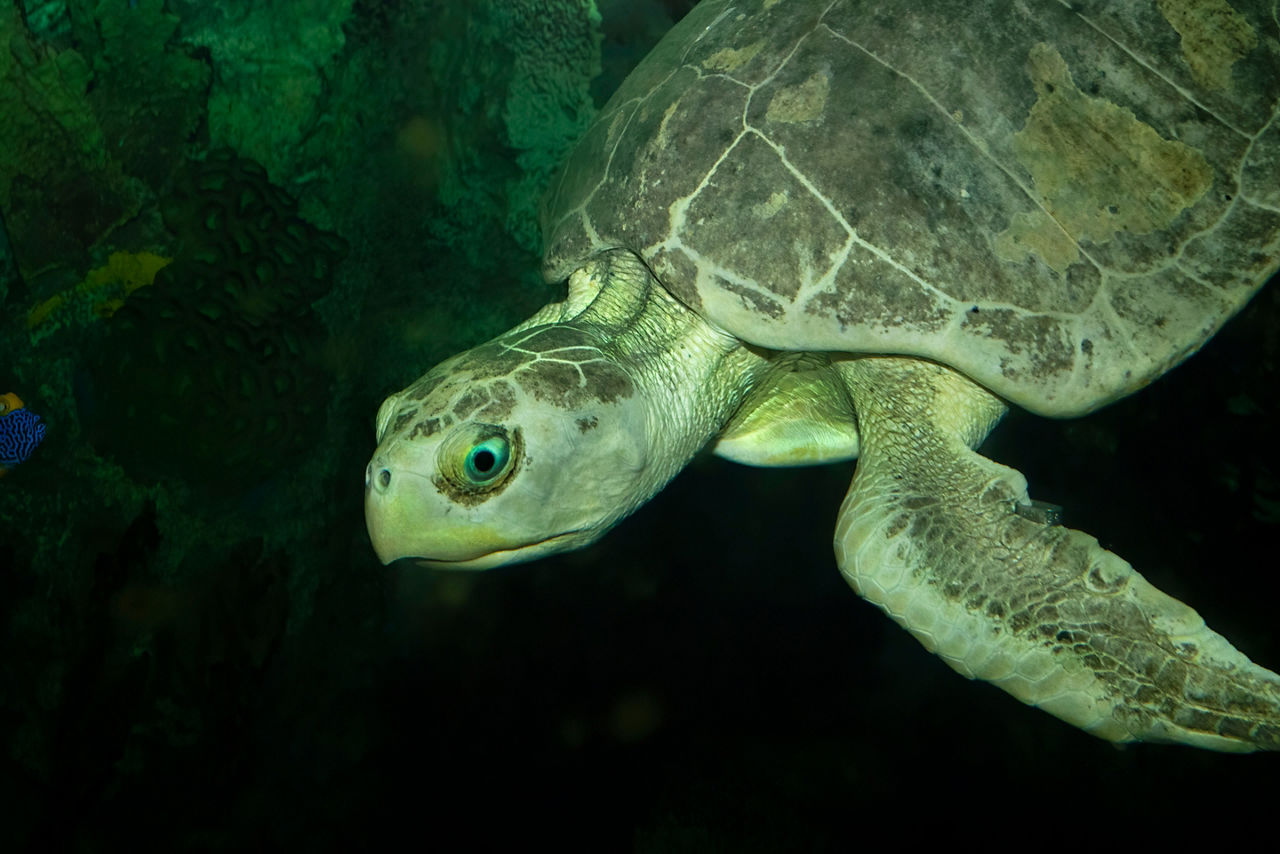 Close up of a turtle seen in the Aquarium Pyramid. Galveston, Texas.