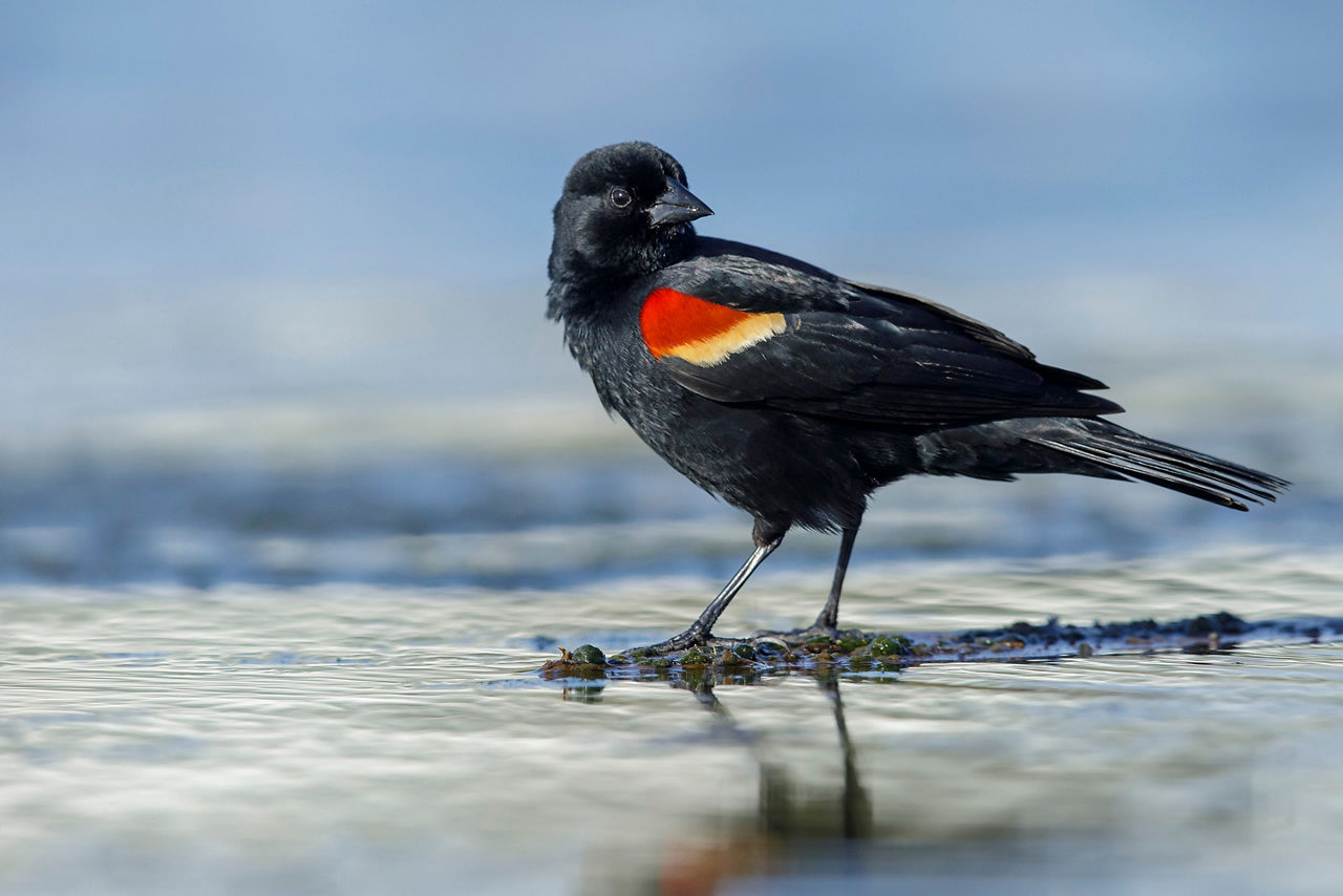 View of an adult male red winged blackbird on the beach. Galveston.