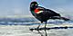 View of an adult male red winged blackbird on the beach. Galveston.