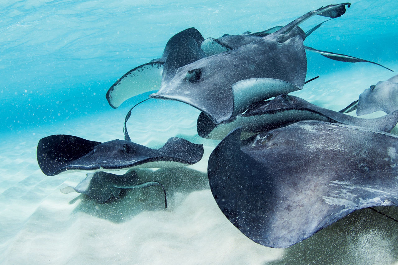 Stingrays Together Swimming, George Town, Grand Cayman