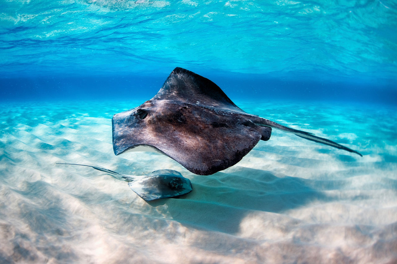 Stingrays Together Swimming, George Town, Grand Cayman