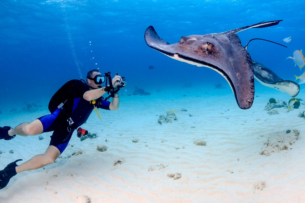 Sting Ray City Snorkeling, George Town, Grand Cayman